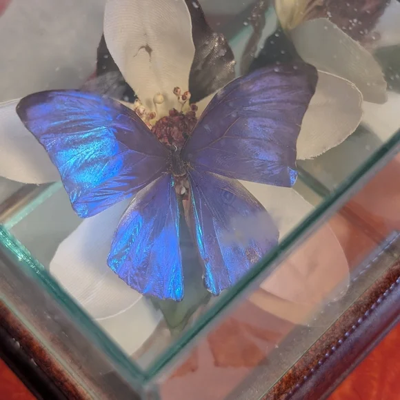 Butterfly Taxidermy Iridescent Blue Glass Dome - Picture 8 of 10